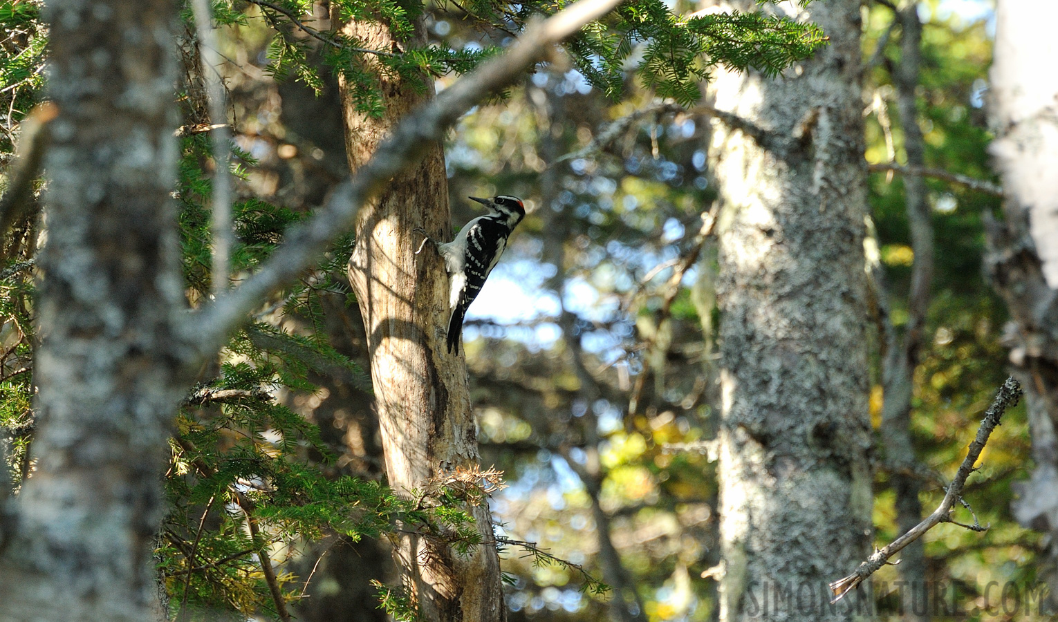 Leuconotopicus villosus villosus [300 mm, 1/250 sec at f / 7.1, ISO 1600]